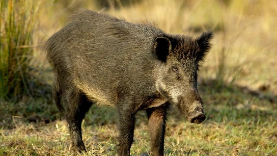 Imagen de archivo de un jabalí. Imagen de archivo de un jabalí.