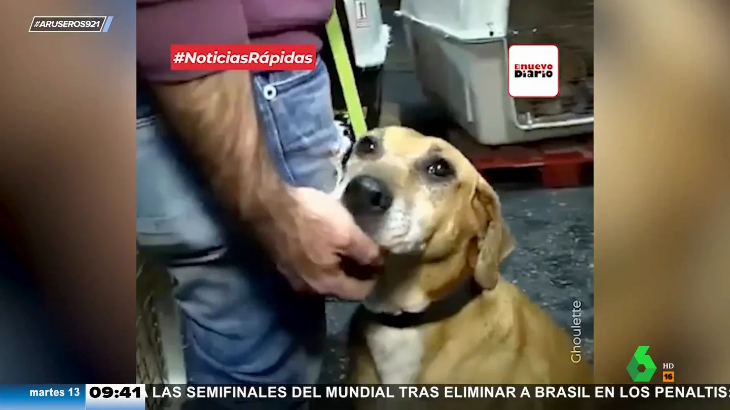 Fue a adoptar a un perrito y se llevó a 250 a casa Fue a adoptar a un perrito y se llevó a 250 a casa
