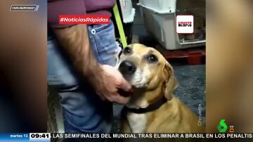 Fue a adoptar a un perrito y se llevó a 250 a casa