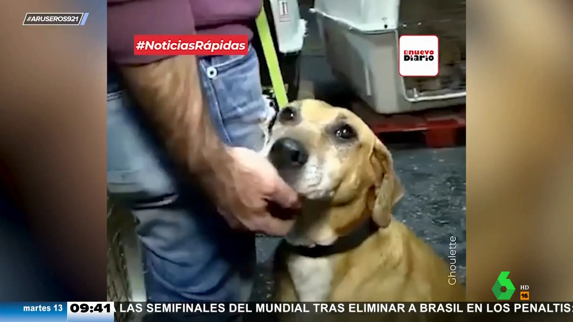 Fue a adoptar a un perrito y se llevó a 250 a casa