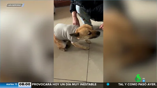 La curiosa reacción de este perro cuando le ponen un jersey por primera vez La curiosa reacción de este perro cuando le ponen un jersey por primera vez