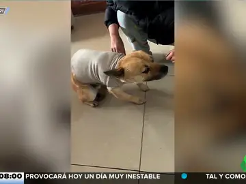 La curiosa reacción de este perro cuando le ponen un jersey por primera vez