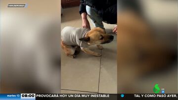 La curiosa reacción de este perro cuando le ponen un jersey por primera vez