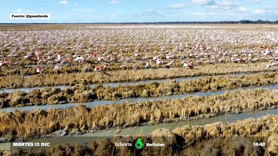 Doñana se recupera Doñana se recupera