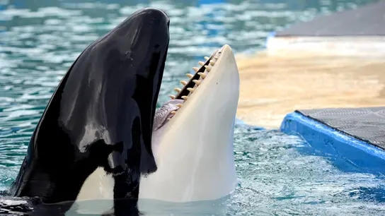 Piden que la orca Lolita, cautiva desde hace más de 50 años, sea devuelta a su casa en la costa norte de EEUU Piden que la orca Lolita, cautiva desde hace más de 50 años, sea devuelta a su casa en la costa norte de EEUU