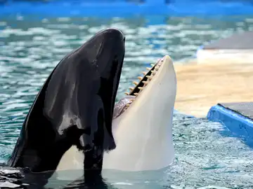 Piden que la orca Lolita, cautiva desde hace más de 50 años, sea devuelta a su casa en la costa norte de EEUU