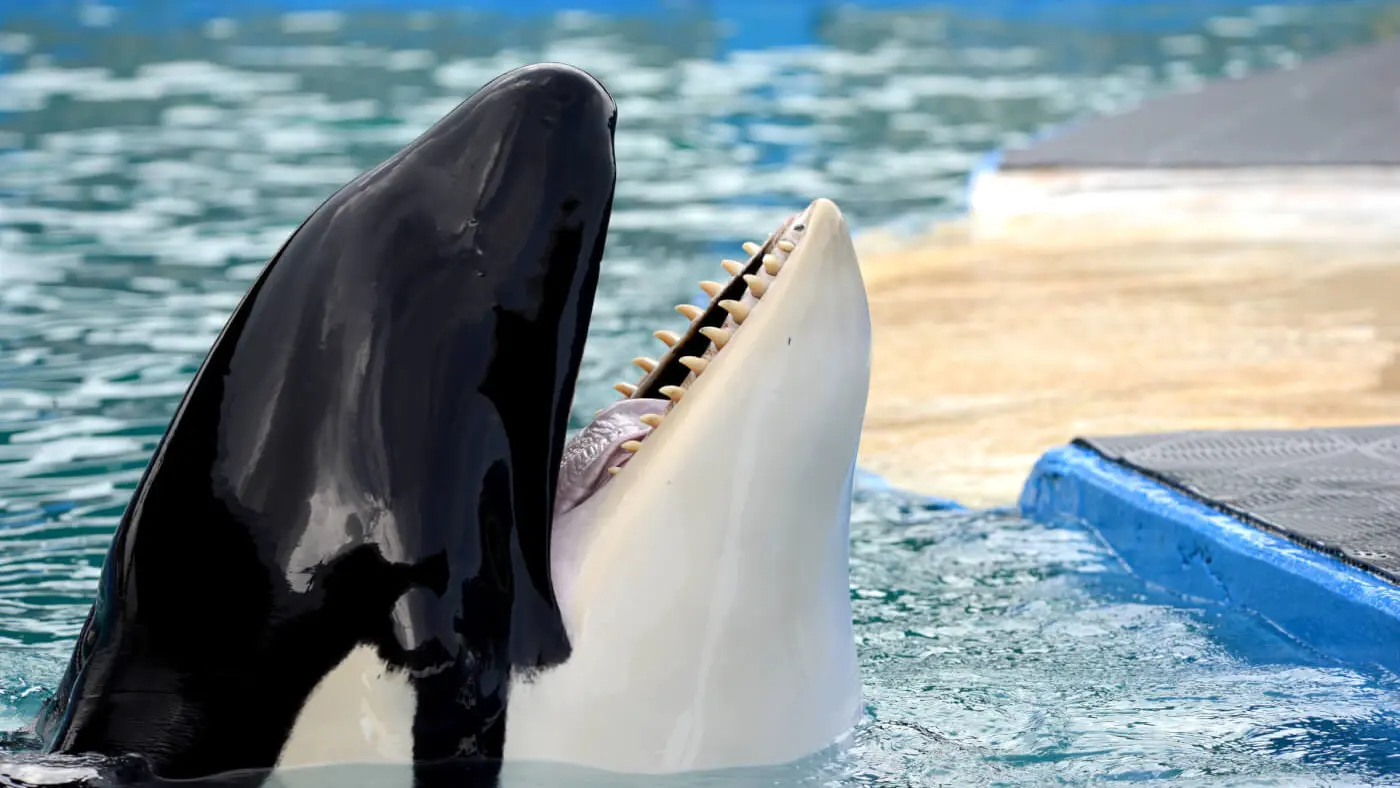 Piden que la orca Lolita, cautiva desde hace más de 50 años, sea devuelta a su casa en la costa norte de EEUU