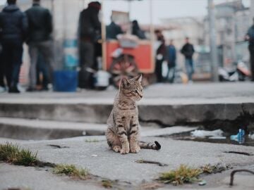 Una gata que estuvo 10 años perdida en Nueva York se mudará a España con sus dueños