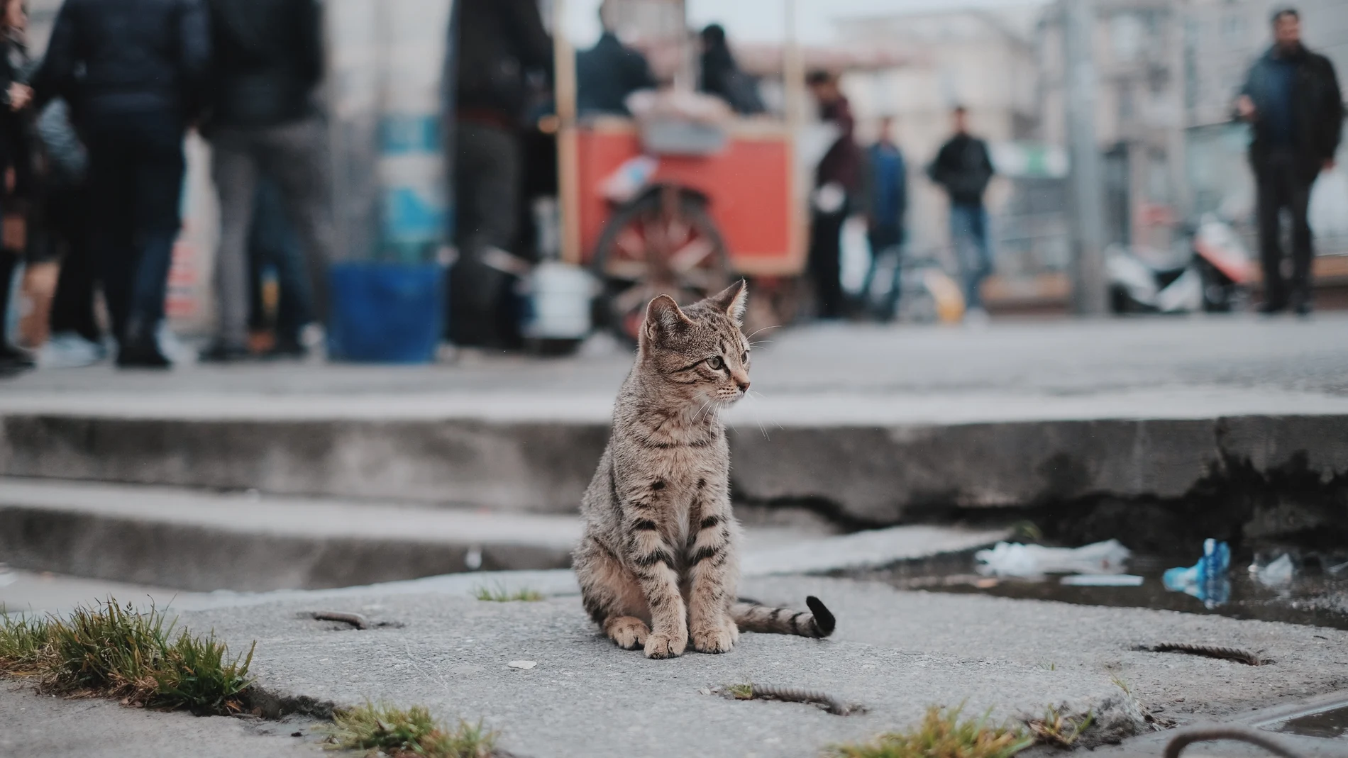 Una gata que estuvo 10 años perdida en Nueva York se mudará a España con sus dueños
