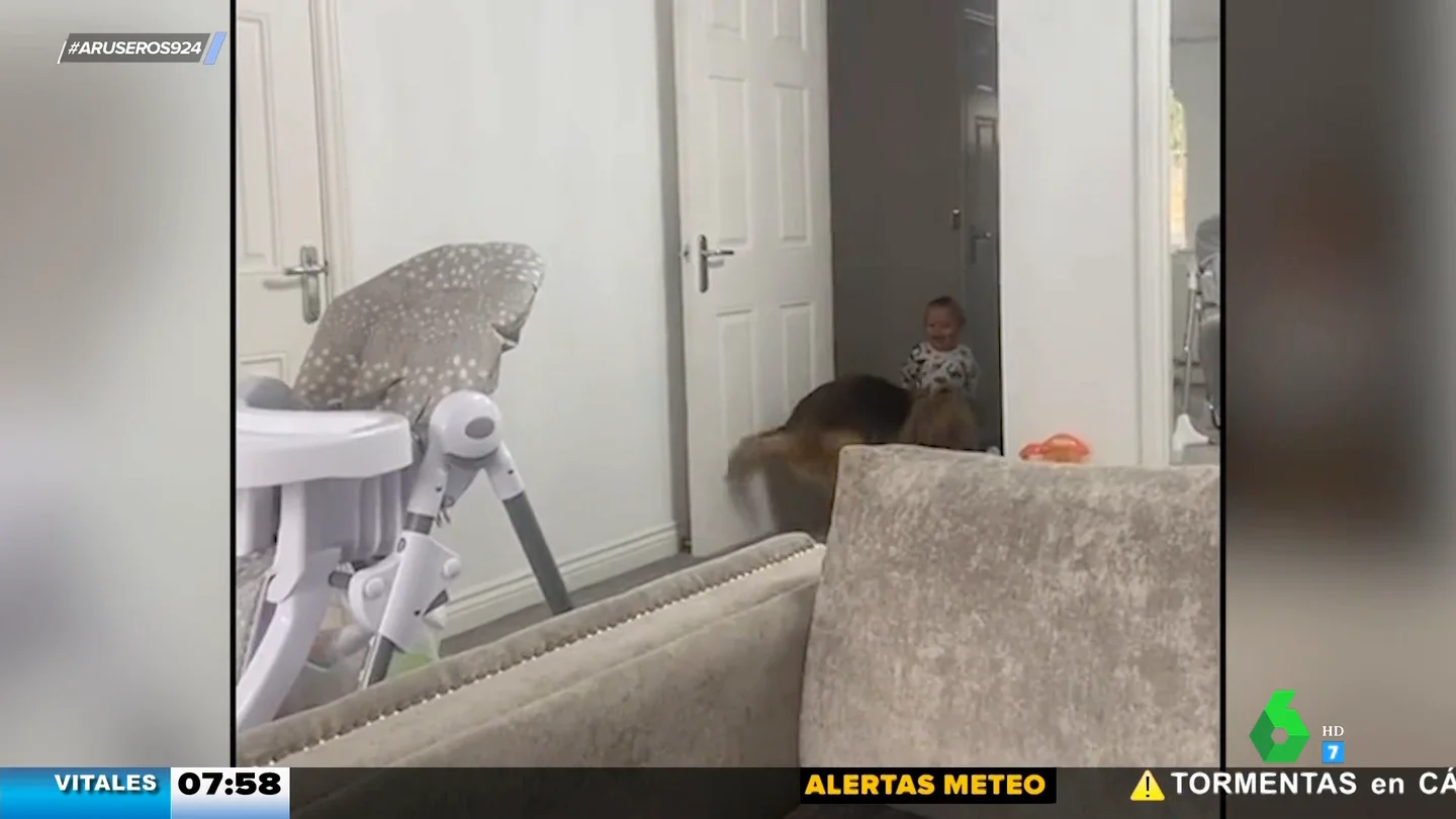 La alegría de este perro cuando el bebé se despierta y está listo para jugar con él La alegría de este perro cuando el bebé se despierta y está listo para jugar con él