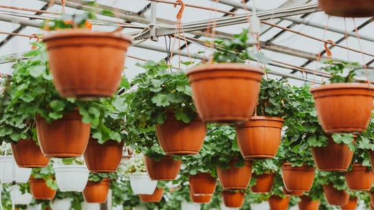 Cómo crear un invernadero casero para tu terraza, balcón o jardín Cómo crear un invernadero casero para tu terraza, balcón o jardín