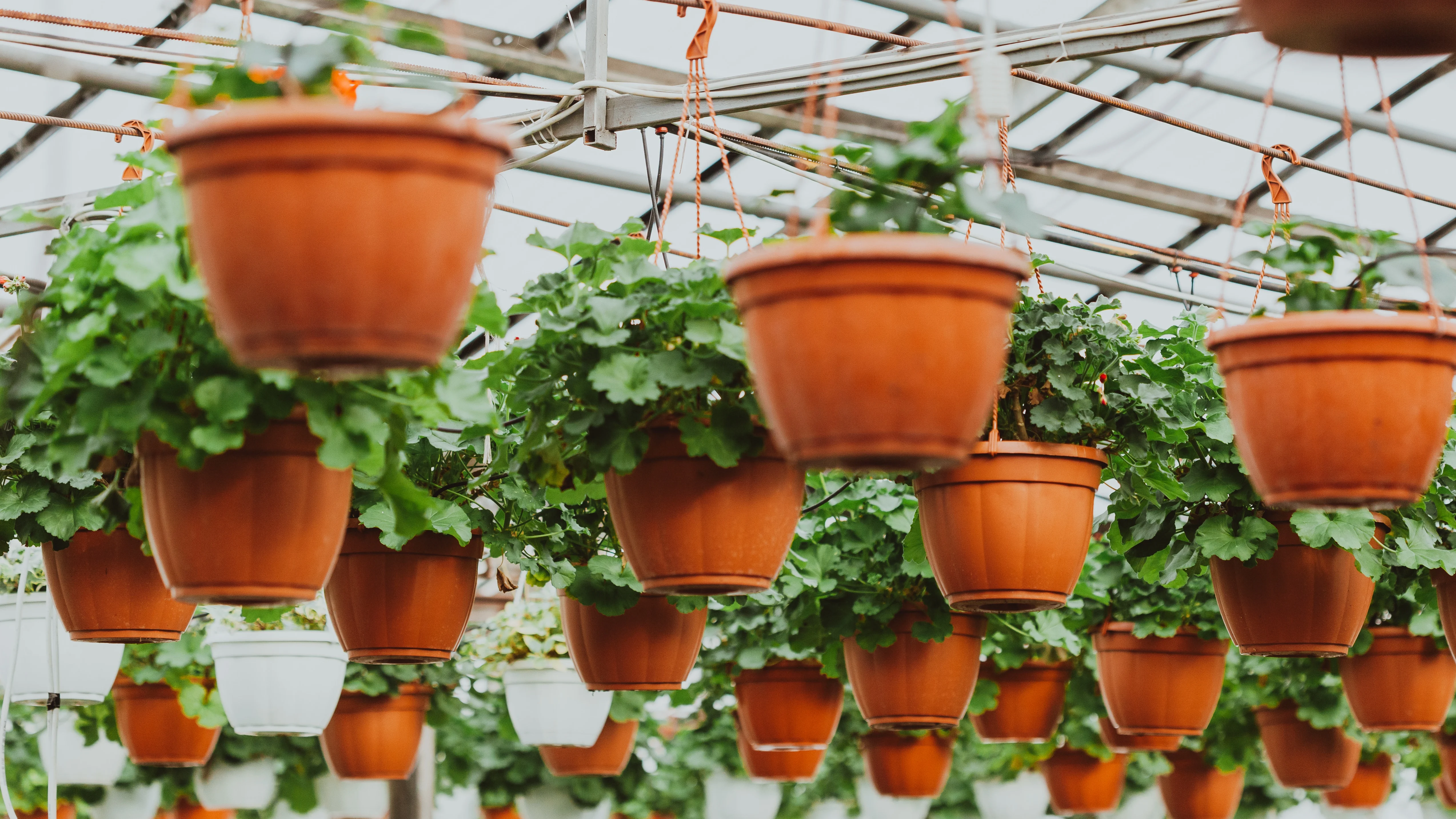 Cómo crear un invernadero casero para tu terraza, balcón o jardín