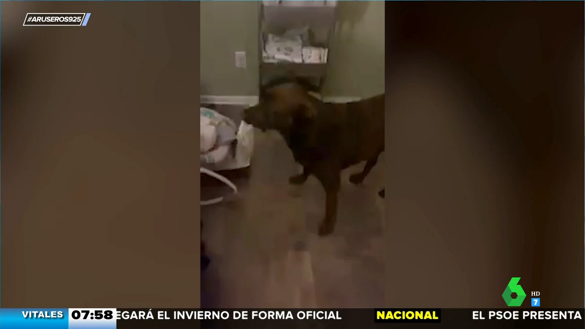 El increíble perro enfermero que ayuda a su dueño a cuidar de sus bebés