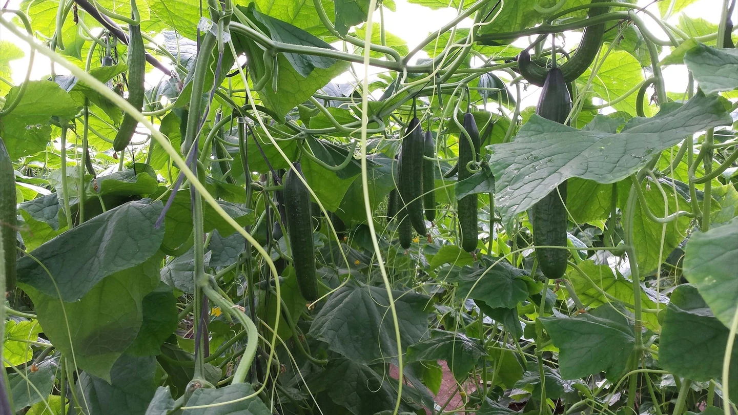 Imagen de un cultivo de pepinos. Imagen de un cultivo de pepinos.