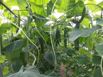 Norway links a salmonella outbreak with the consumption of cucumbers of Spanish origin