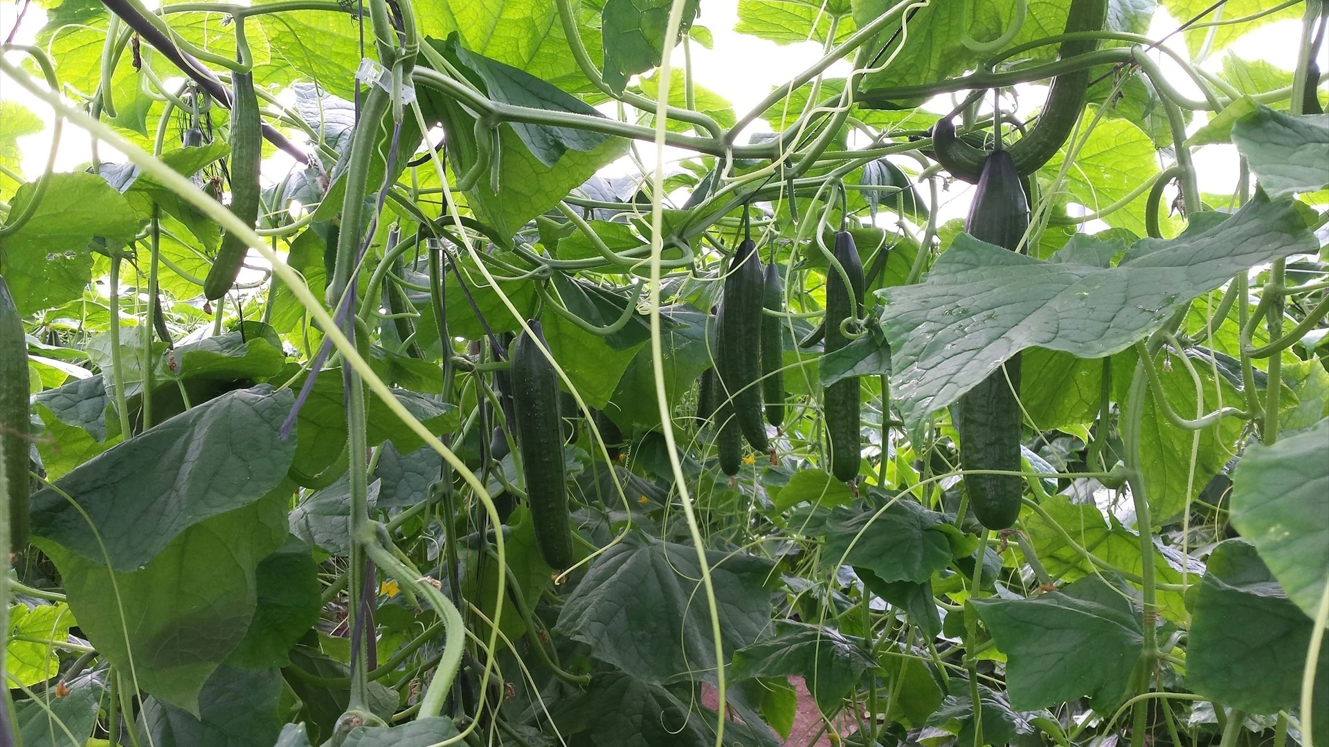 Imagen de un cultivo de pepinos.