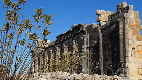 Volubilis Volubilis