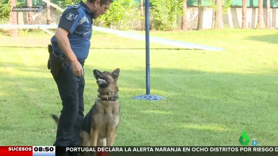La historia de Iris, la perra policía que no quiere jubilarse La historia de Iris, la perra policía que no quiere jubilarse