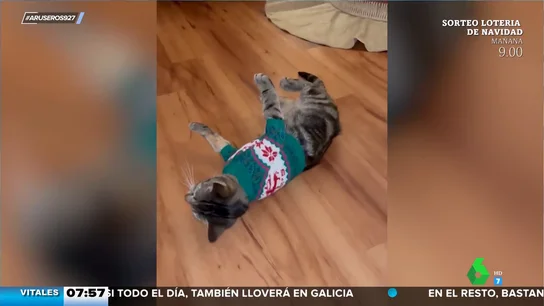 Como un gato de escayola: así se queda este minino cuando le ponen un jersey de Navidad Como un gato de escayola: así se queda este minino cuando le ponen un jersey de Navidad
