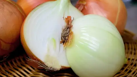 Cebolla Cebolla