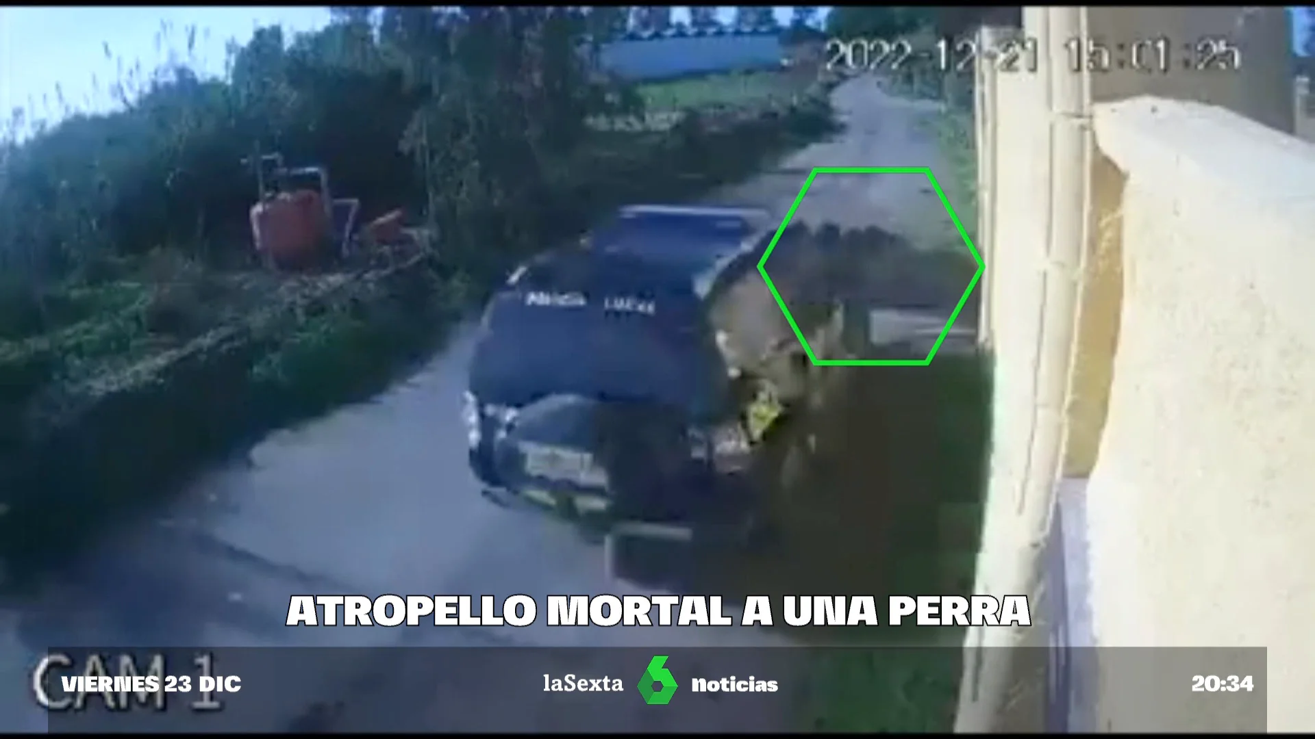 Atropello perra Atropello perra