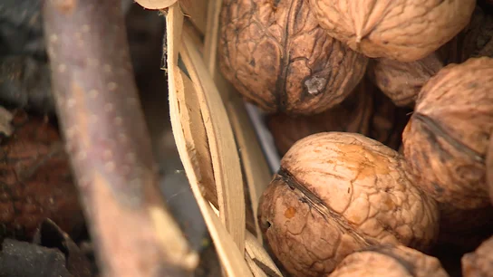 Gipuzkoa y Bizkaia se quedan sin nueces: casi todas las cosechadas aparecen negras y los agricultores tienen que desecharlas Gipuzkoa y Bizkaia se quedan sin nueces: casi todas las cosechadas aparecen negras y los agricultores tienen que desecharlas