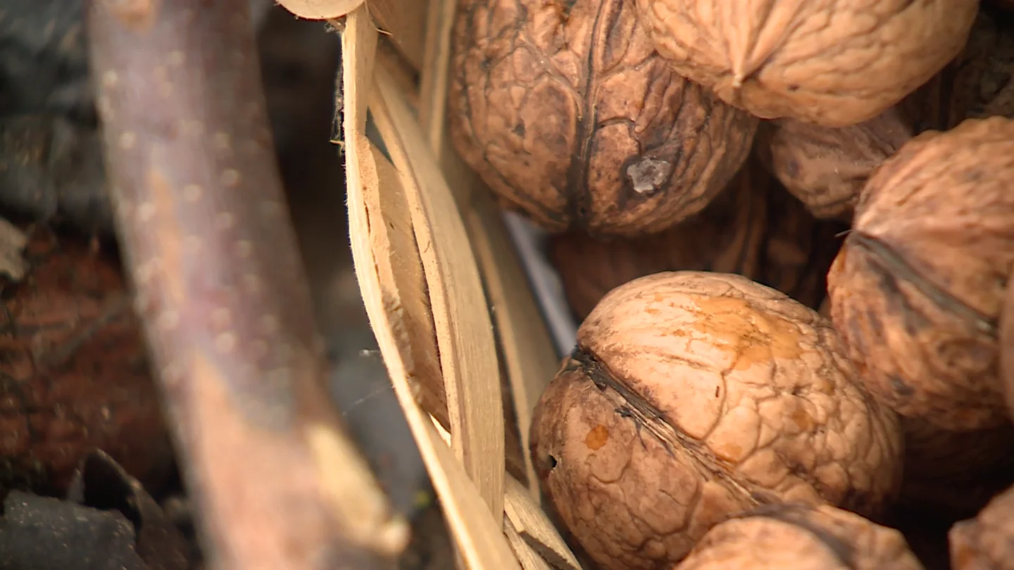 Gipuzkoa y Bizkaia se quedan sin nueces: casi todas las cosechadas aparecen negras y los agricultores tienen que desecharlas Gipuzkoa y Bizkaia se quedan sin nueces: casi todas las cosechadas aparecen negras y los agricultores tienen que desecharlas