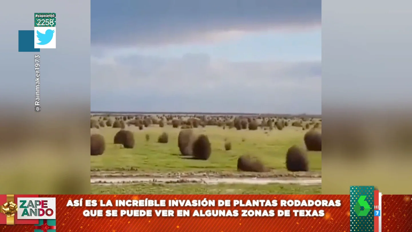 El curioso viral de miles de plantas rodadoras del desierto atravesando un prado de Texas El curioso viral de miles de plantas rodadoras del desierto atravesando un prado de Texas