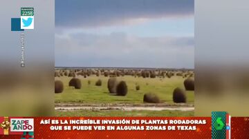 El curioso viral de miles de plantas rodadoras del desierto atravesando un prado de Texas