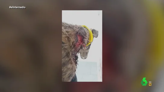 "Le quitaron el chip rajándole el cuello": 'Somos Galgos' critica que no haya castigo para quienes maltraten a perros de caza "Le quitaron el chip rajándole el cuello": 'Somos Galgos' critica que no haya castigo para quienes maltraten a perros de caza