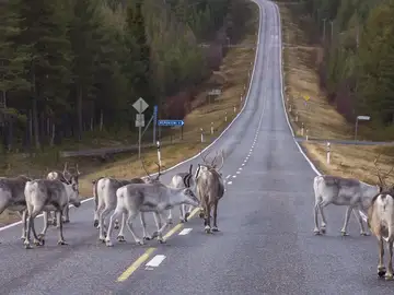 ¿Cuáles son los mejores destinos para ver renos? ¿Cuáles son los mejores destinos para ver renos?