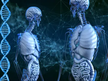 Esqueleto humano y ADN Esqueleto humano y ADN