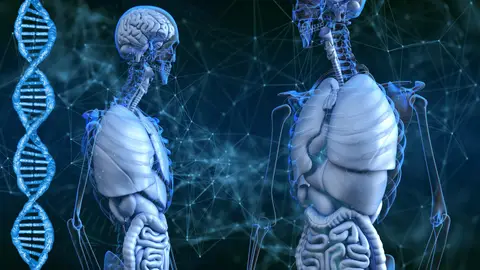 Esqueleto humano y ADN Esqueleto humano y ADN