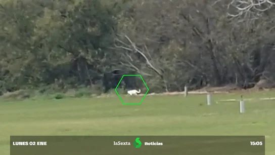 felino en Cádiz felino en Cádiz