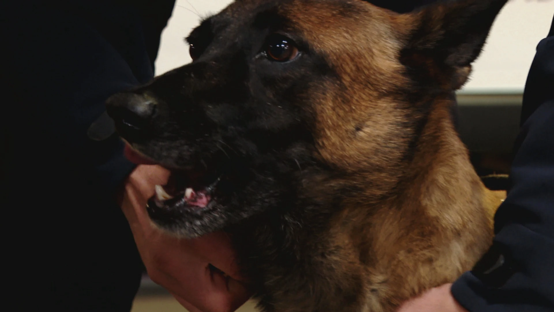 Así trabajan los perros policía que apoyan a las brigadas de violencia de género: "No veíamos nada. Ella marcó y ladró"