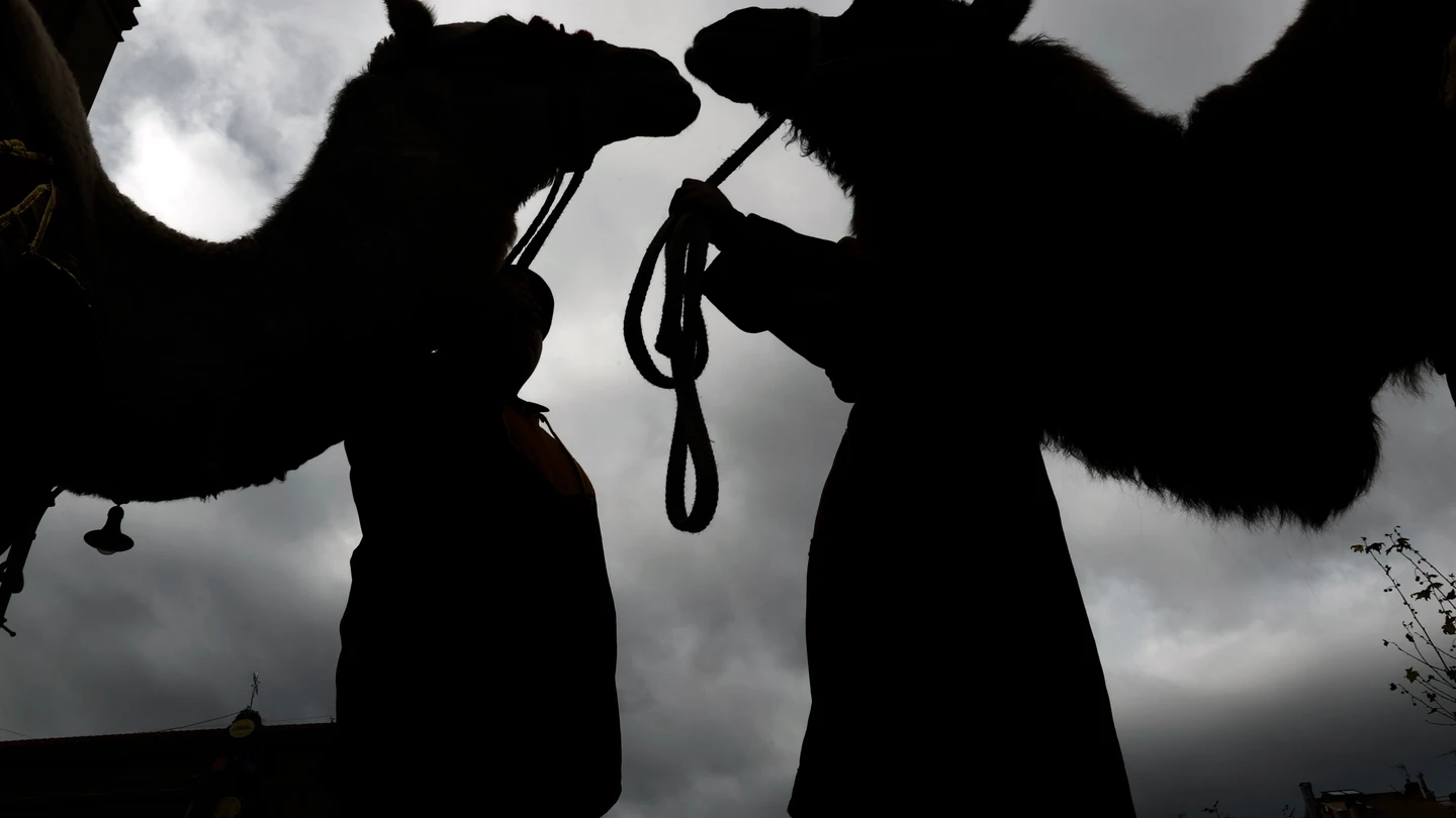 Dos dromedarias reales, fieles acompañantes de los Reyes Magos Dos dromedarias reales, fieles acompañantes de los Reyes Magos