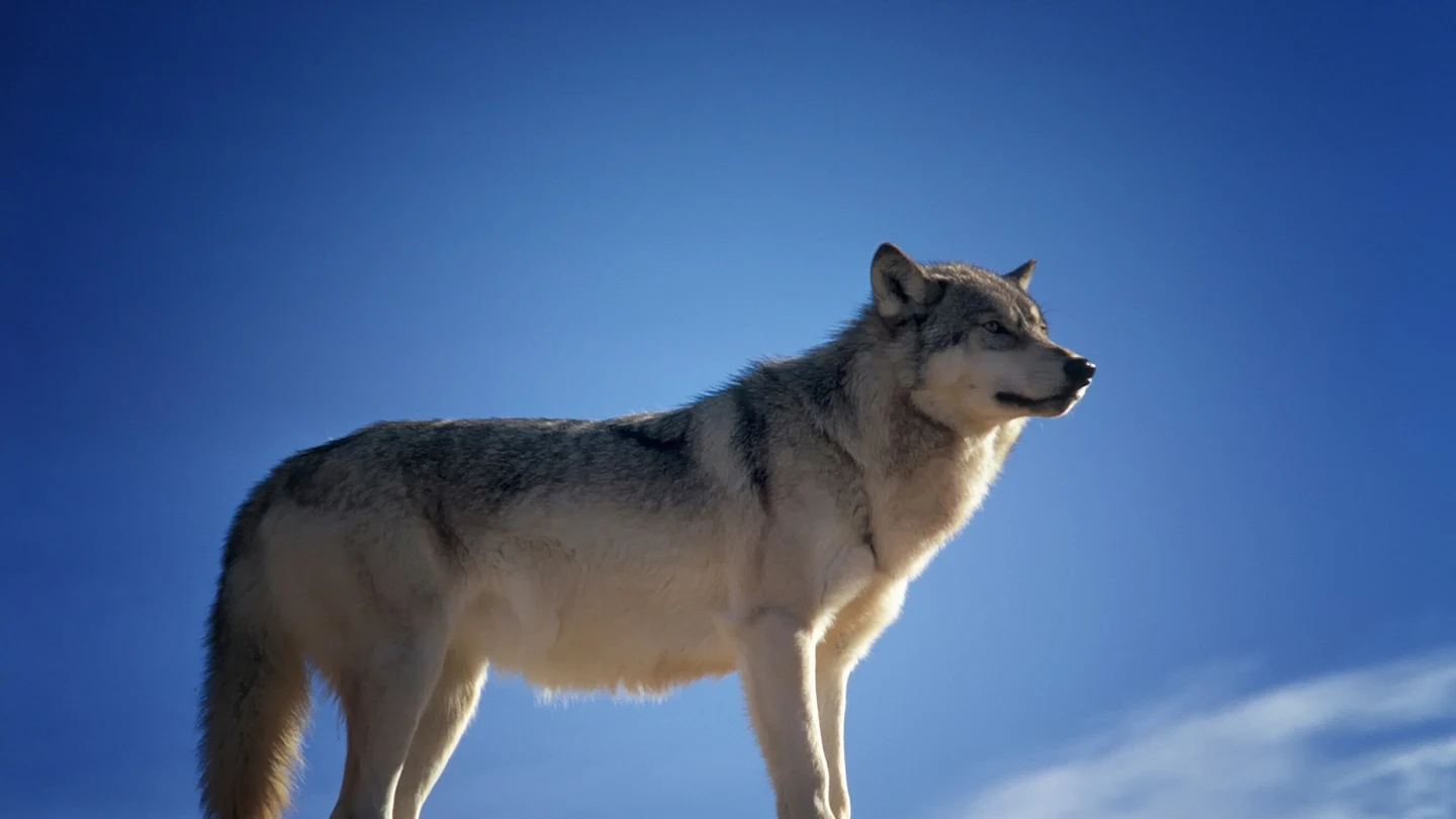 Para alucinar: un hombre se gasta casi 22.000 euros en un disfraz hiperrealista de un lobo y este es el resultado Para alucinar: un hombre se gasta casi 22.000 euros en un disfraz hiperrealista de un lobo y este es el resultado
