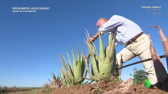 La fiebre del aloe vera: "Una hectárea puede facturar un millón de euros" La fiebre del aloe vera: "Una hectárea puede facturar un millón de euros"