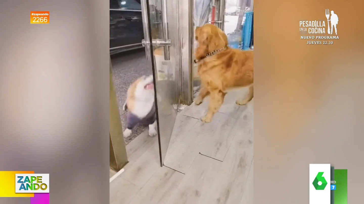 La cómica pelea entre dos perros a través de un cristal que detienen cuando uno tiene ganas de beber agua La cómica pelea entre dos perros a través de un cristal que detienen cuando uno tiene ganas de beber agua