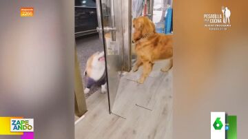 La cómica pelea entre dos perros a través de un cristal que detienen cuando uno tiene ganas de beber agua