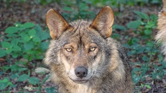 Uno de cada cuatro lobos en Galicia presenta infeccion por vermes cardiopulmonares Uno de cada cuatro lobos en Galicia presenta infeccion por vermes cardiopulmonares