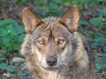Uno de cada cuatro lobos en Galicia presenta infeccion por vermes cardiopulmonares