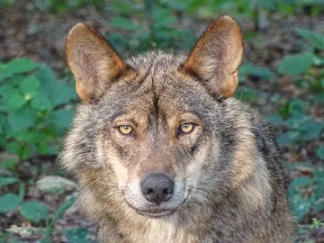 Uno de cada cuatro lobos en Galicia presenta infeccion por vermes cardiopulmonares Uno de cada cuatro lobos en Galicia presenta infeccion por vermes cardiopulmonares