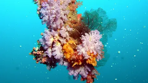 Maldivas Maldivas