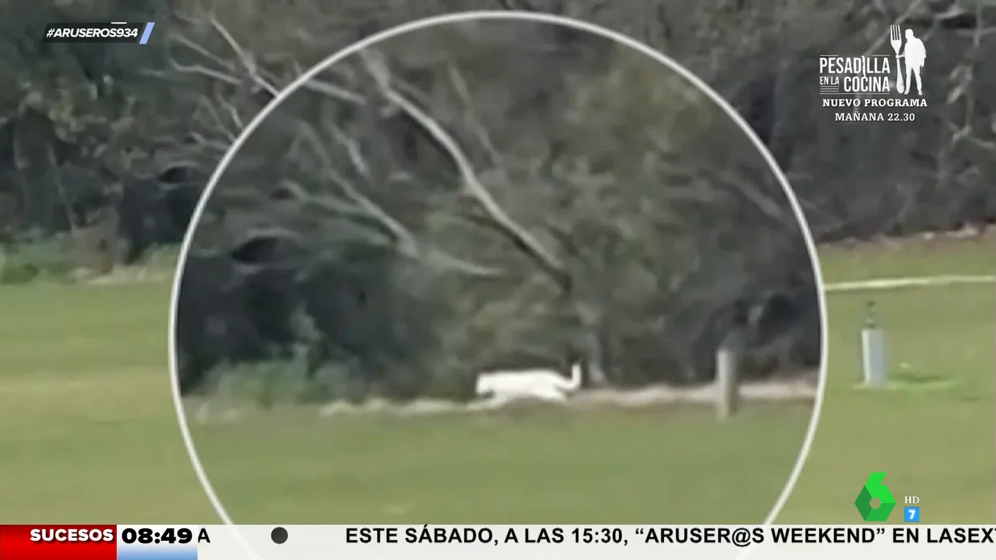 gato Los Barrios gato Los Barrios