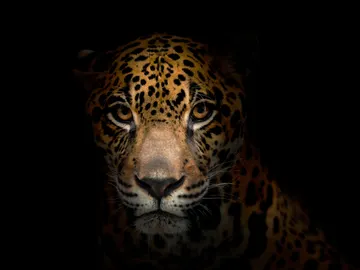 Hallan jaguares en zonas de gran altitud en Ecuador Hallan jaguares en zonas de gran altitud en Ecuador