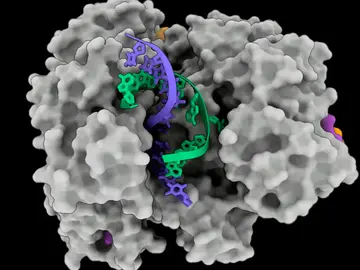 Proteína Cas12a2 abre una doble hélice de ADN Proteína Cas12a2 abre una doble hélice de ADN