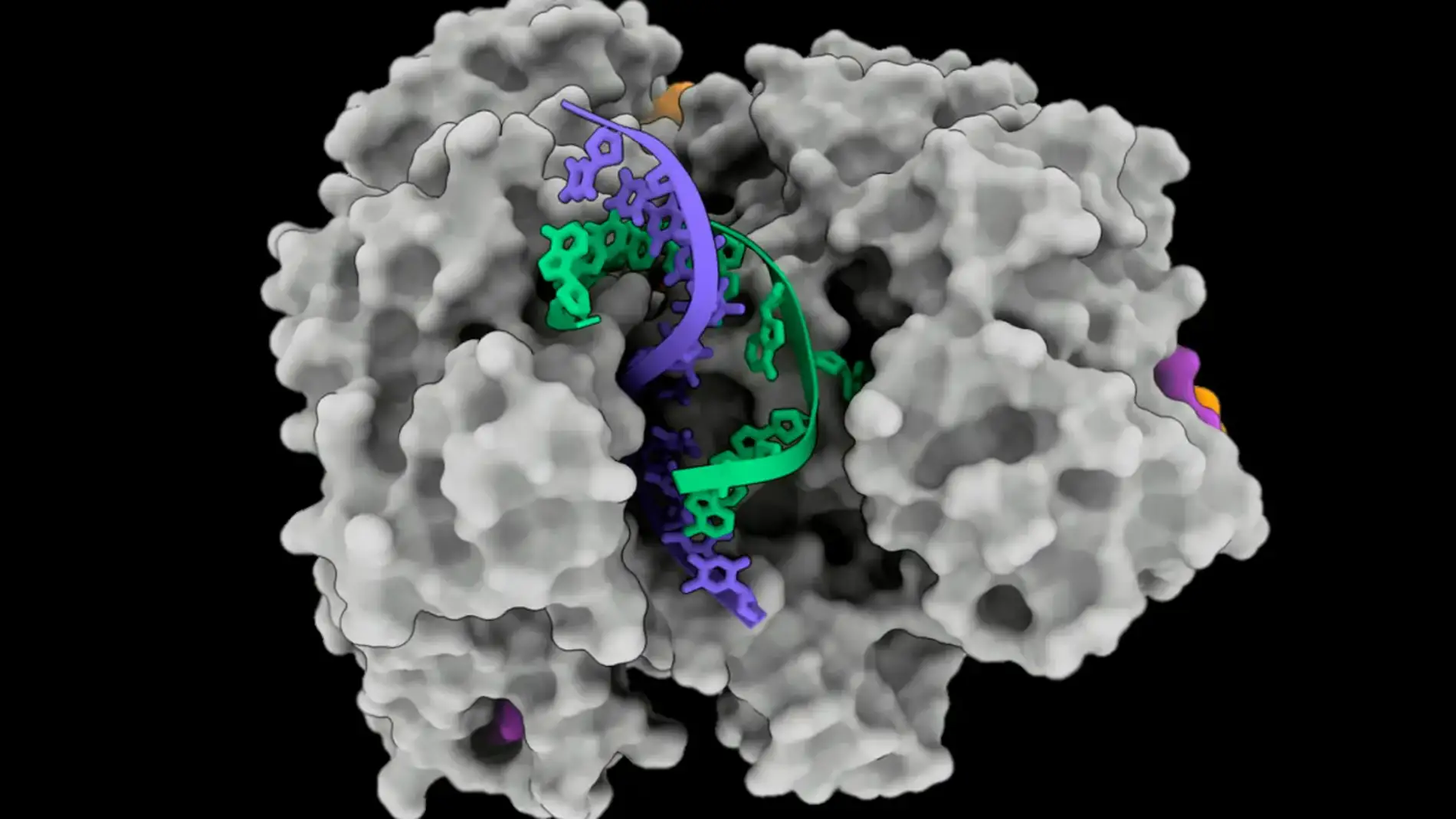 Proteína Cas12a2 abre una doble hélice de ADN