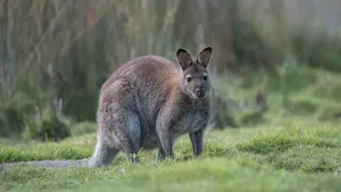 Tasmania Tasmania