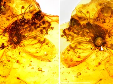 Parte superior e inferior de la flor en el ámbar Parte superior e inferior de la flor en el ámbar